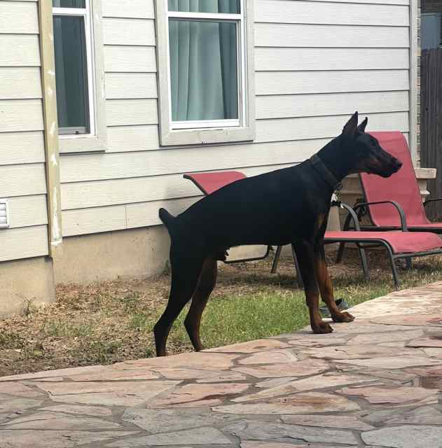 ** AKC Registered European Doberman