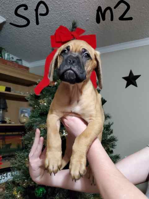 10 WEEK OLD MUSCLE MASTIFF PUPS