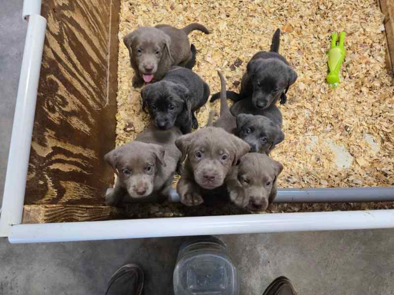 AKC registered Lab pups, silver and charcoal 