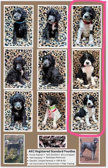 AKC Silver Standard Poodles