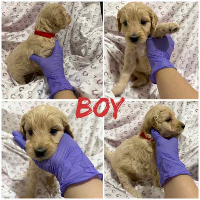Goldendoodle puppies 